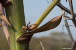 Moundlily yucca